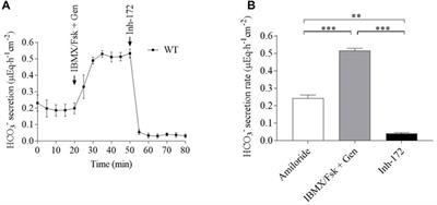 Putting bicarbonate on the spot: pharmacological insights for CFTR correction in the airway epithelium